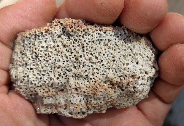Limestone fragment looking like a sponge. Perhaps natural sponges created this pattern, or rather endolithic bacteria? Photyo by Per Storemyr