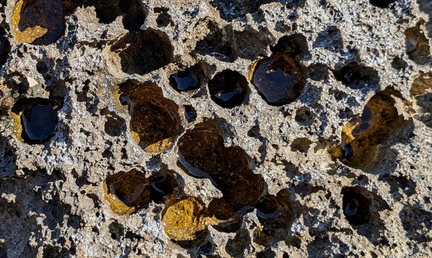 Holes from boring organisms in the tidal zone at Mljet. Photo by Per Storemyr