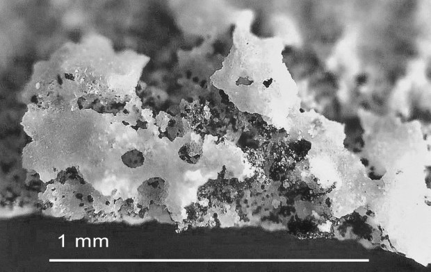Close-up of biopitting, with the “clean” limestone above and myraid cavities with organisms, probably cyanobacteria, below. Photo by Per Storemyr