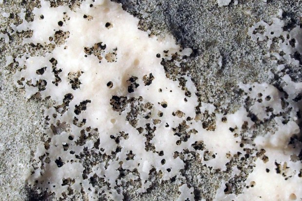 Microphoto of biopitting, showing “clean” limestone surface above and organisms, probably cyanobacteria, in holes and cavites – and it areas “eaten” away. Widt of image c. 10 mm. Photo by Pr Storemyr.
