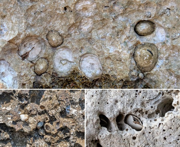 Boring shells. Top: Univalve, probably Common limpet, making shallow circles. Below left: Small gastropods (white) boring more irregular holes. Below right: Dead bivalve within a bored cavity. Photos by Per Storemyr