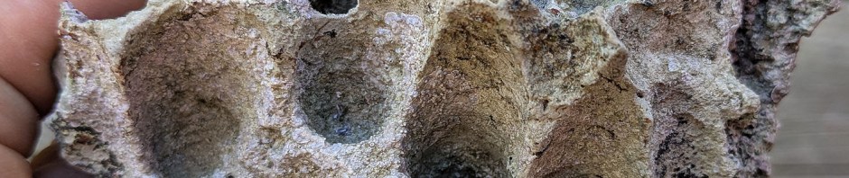 Borings in limestone fragment from Mljet, made by bivalves and likely broken from the littoral zone. Photo by Per Storemyr