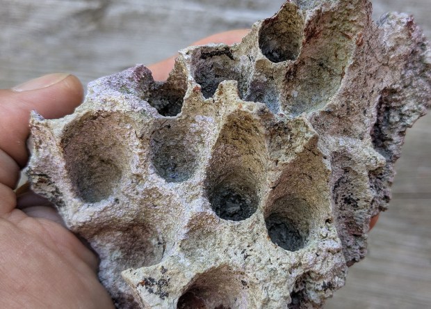 Borings in limestone fragment from Mljet, made by bivalves and likely broken from the littoral zone. Photo by Per Storemyr