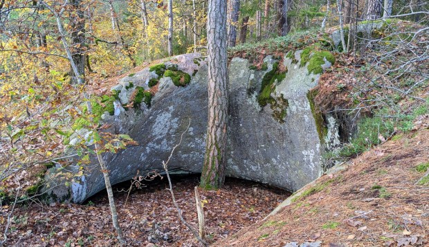 Mange av jettegrytene på Kvaknes ligger inne i skogen, litt unna svabergene ved havet. Foto: PS
