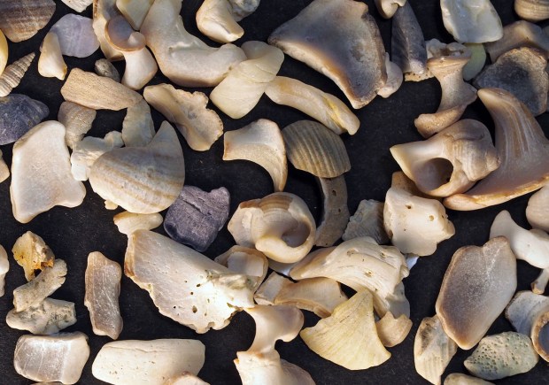 Shell fragments from a gravelly beach by Stavern, South Norway. On close inspection, almost every fragment is bioeroded. Photo by PS
