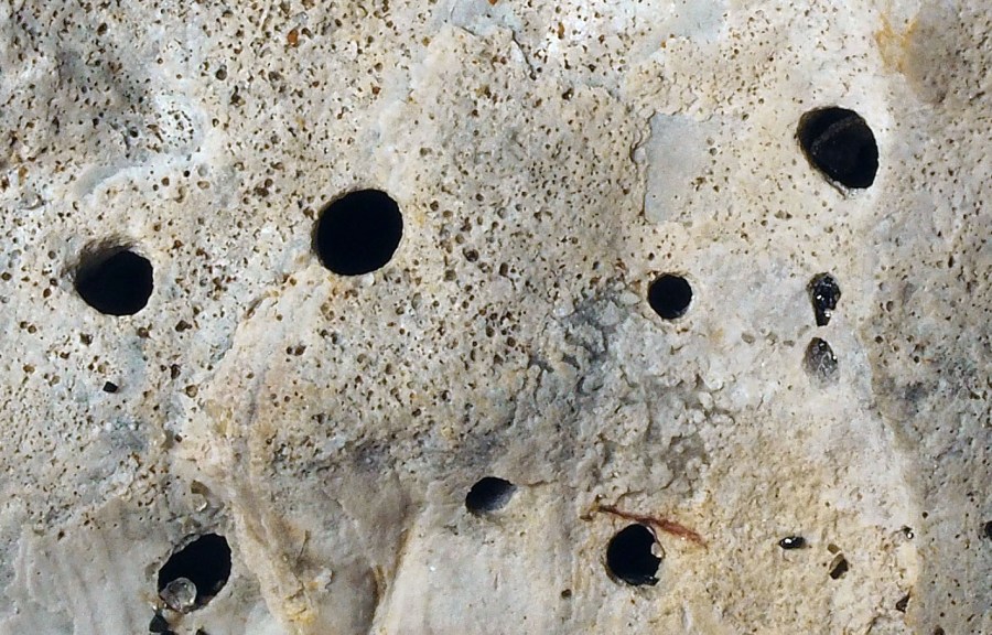 Larger borings and biopitting on an European flat oyster shell. Width of field 10 mm. Photo by PS