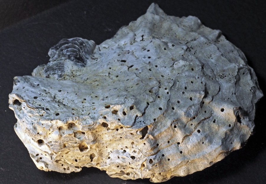 Heavily bored European flat oyster shell from a shallow bay at Flosta, South Norway (c. 9 cm long). Photo by PS
