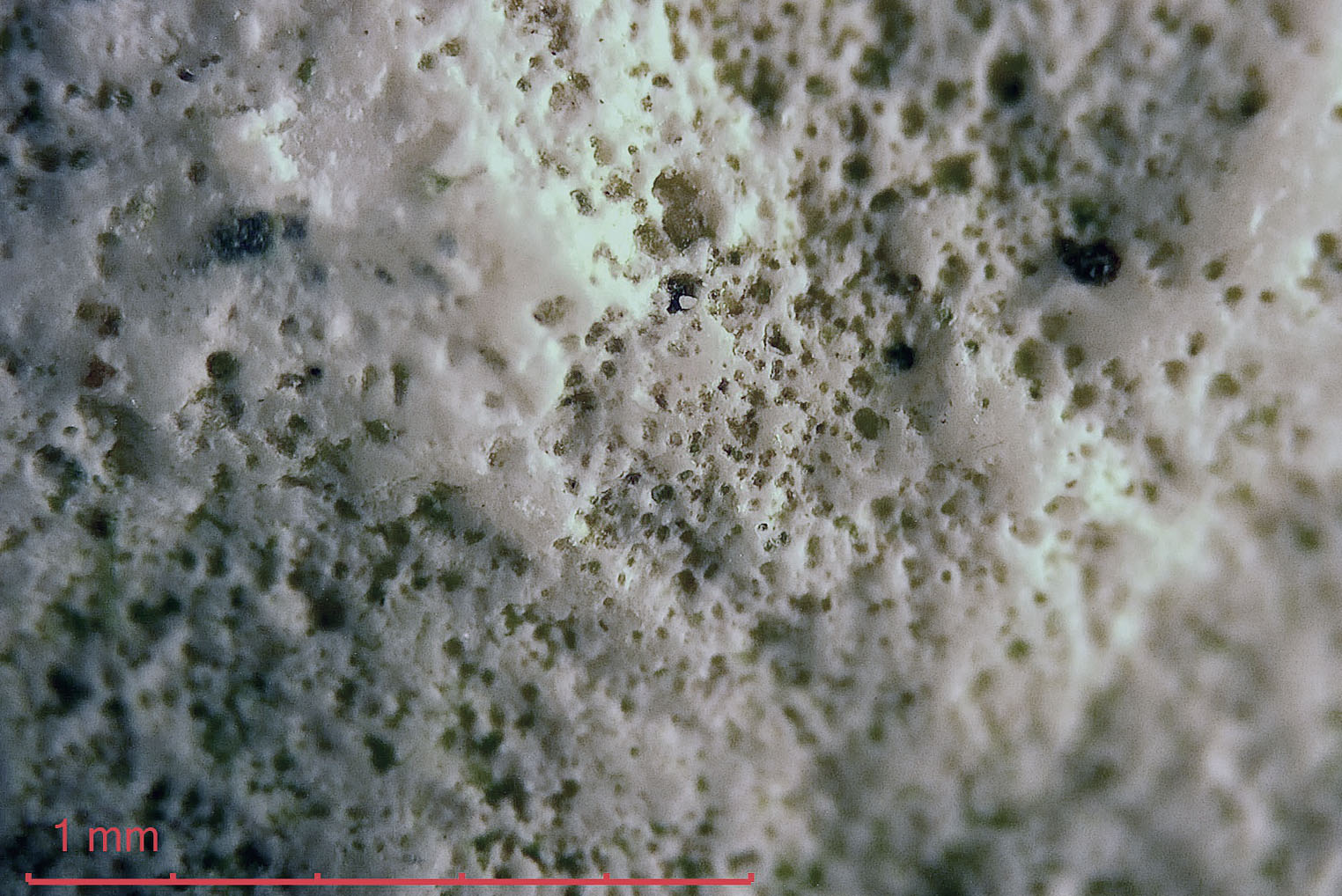 Biopitting on cockle shell under the microscope. Photo by PS