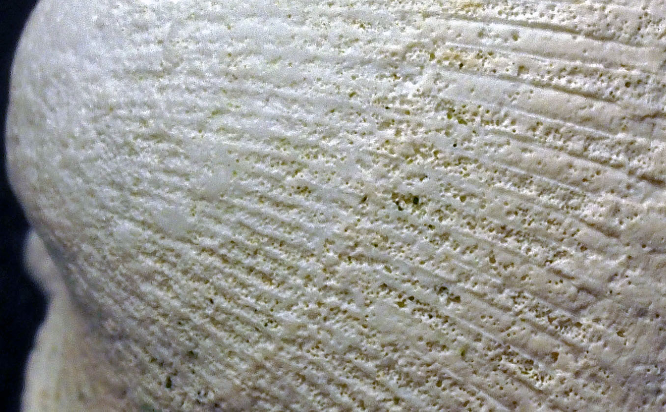 Surface of a cockle shell with small holes of biopitting barely visible. Width of field 10 mm. Photo by PS