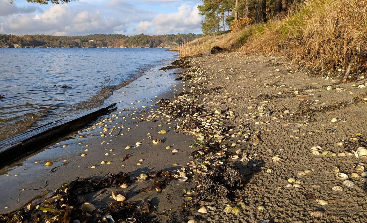 Cockles on the beach at Hove, Tromøy in South Norway. Photo by PS