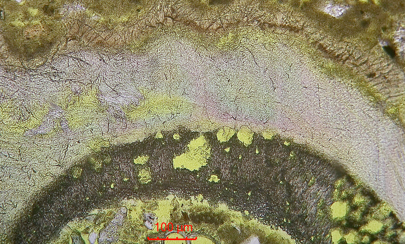 Larger borings in the dark part of the shell and very fines ones in the light. The edge (top) is micritic with borings. Moster old church. Microphoto (PPL) by PS