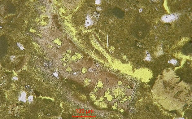 Microbored and micritized shell that seamlessly blends into the binder of the lime mortar. Moster old church. Microphoto (PPL) by PS