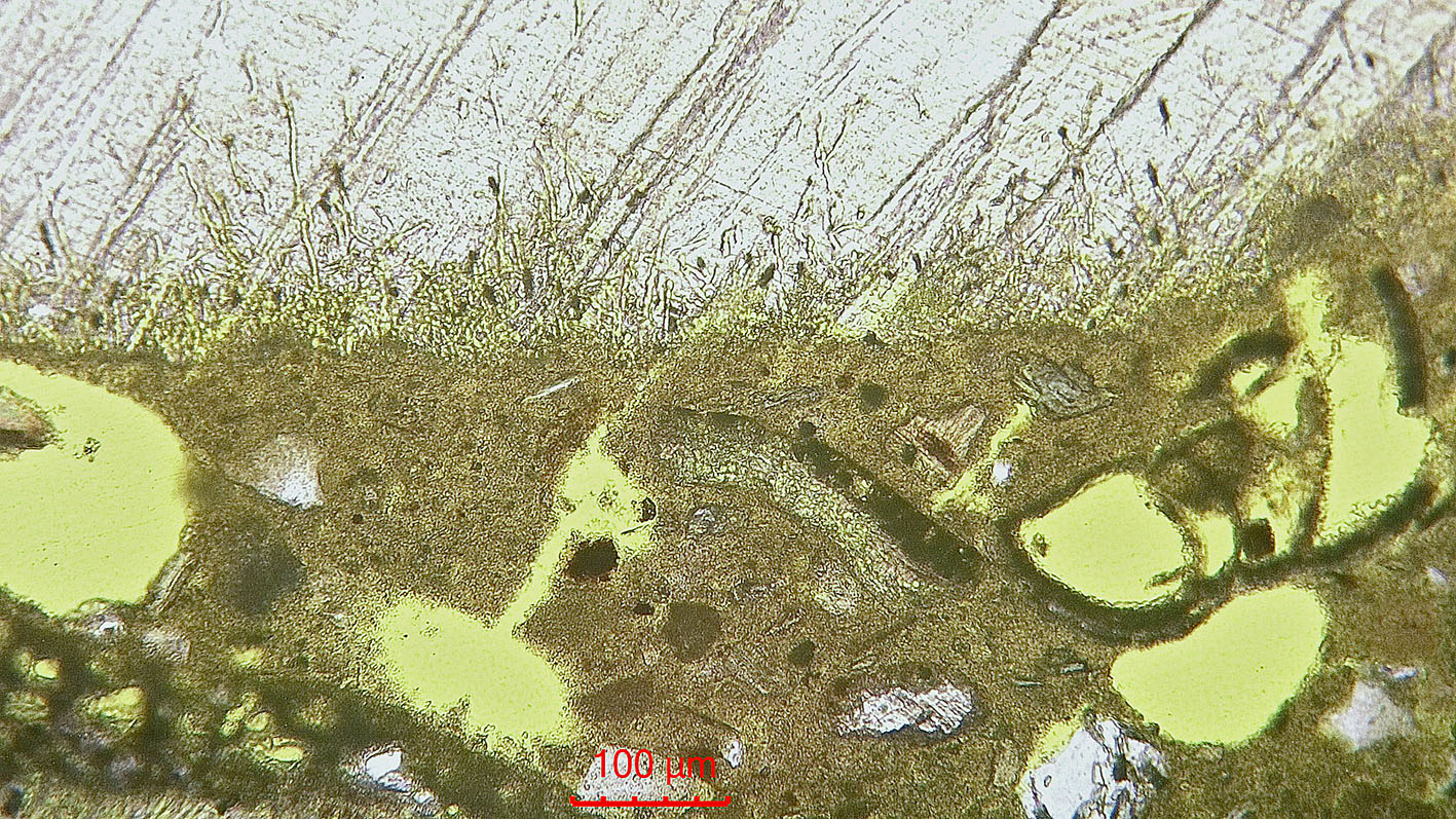 Very fine borings from the edge of a shell fragment. Moster old church. Microphoto (PPL) by PS