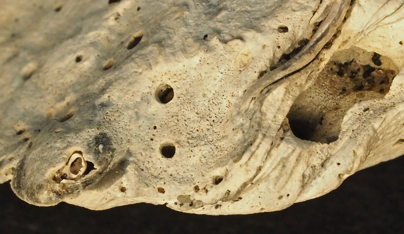 Borings extending to gallery in a European flat oyster shell. Width of field 12 mm. Photo by PS