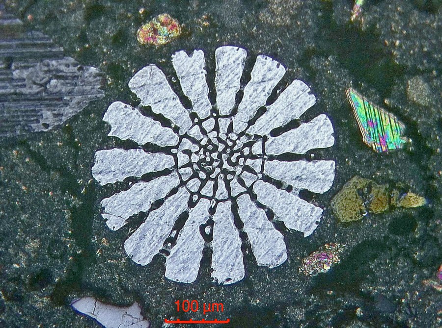 Sea urchin spine in lime mortar. Section. Microphoto (XPL) by PS