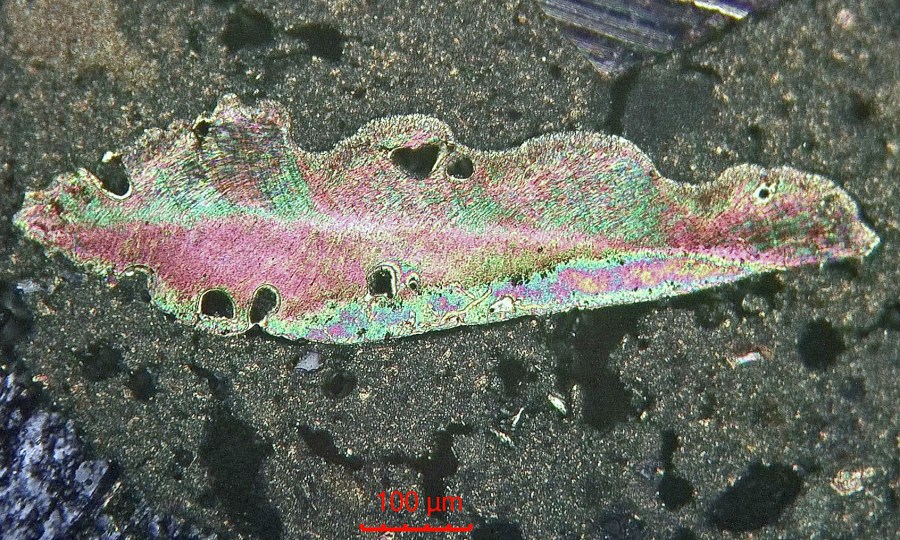 Larger borings in a shell fragment. Sakshaug old church. Microphoto (XPL) by PS