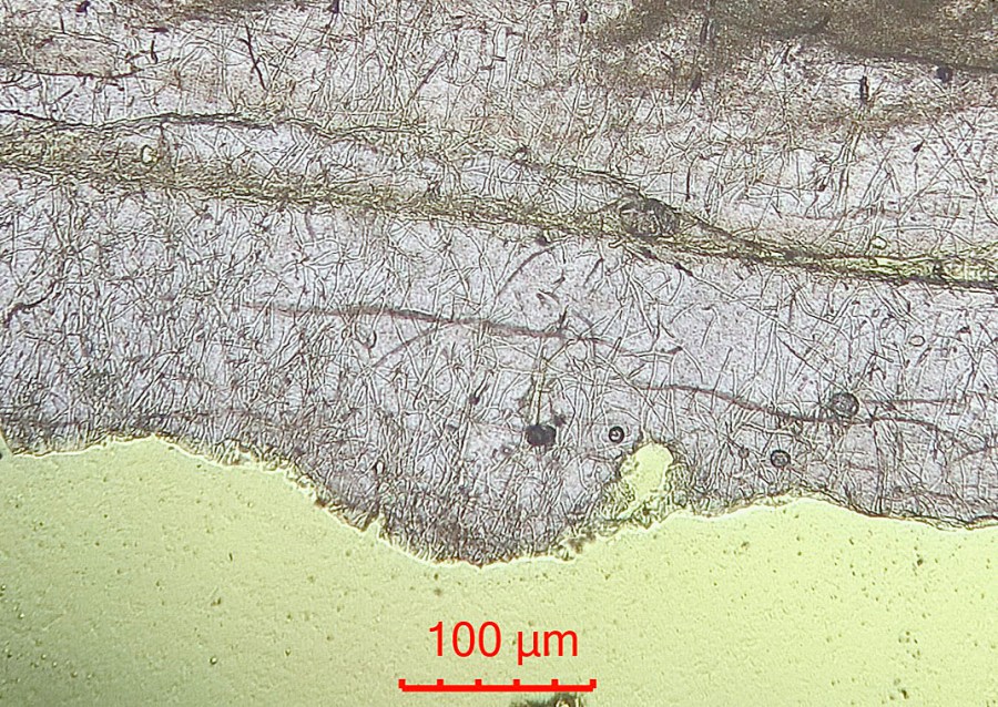 Crisscrossing, very fine borings in a shell fragment. Sakshaug old church. Microphoto (PPL) by PS