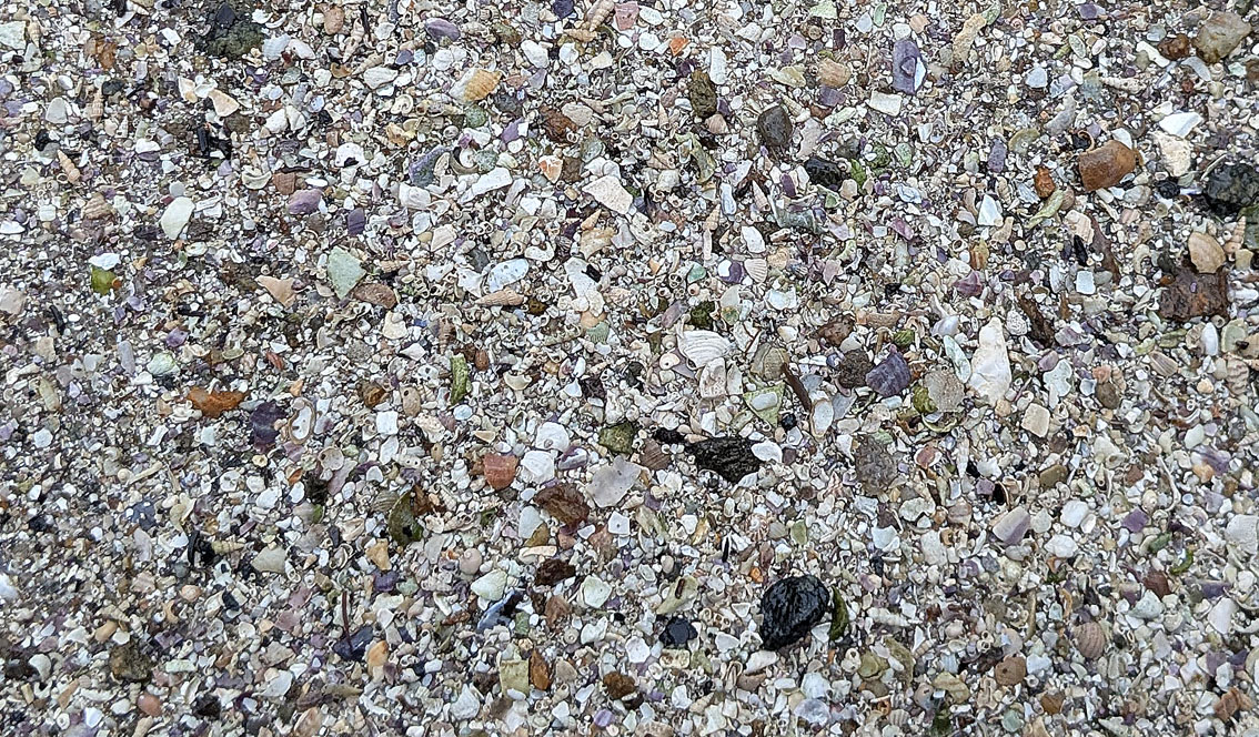 Shell sand is characterized by diversity of shell types. From Korshavn at Flosta, South Norway. Photo by PS