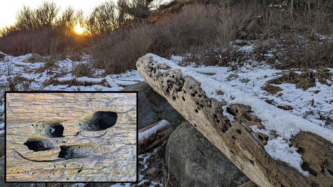 Shipworm borings in driftwood at the outer coast of Tromøy, South Norway. Photo by PS