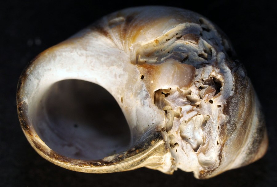 A bioeroded small gastropod, 20 mm across. Photo by PS