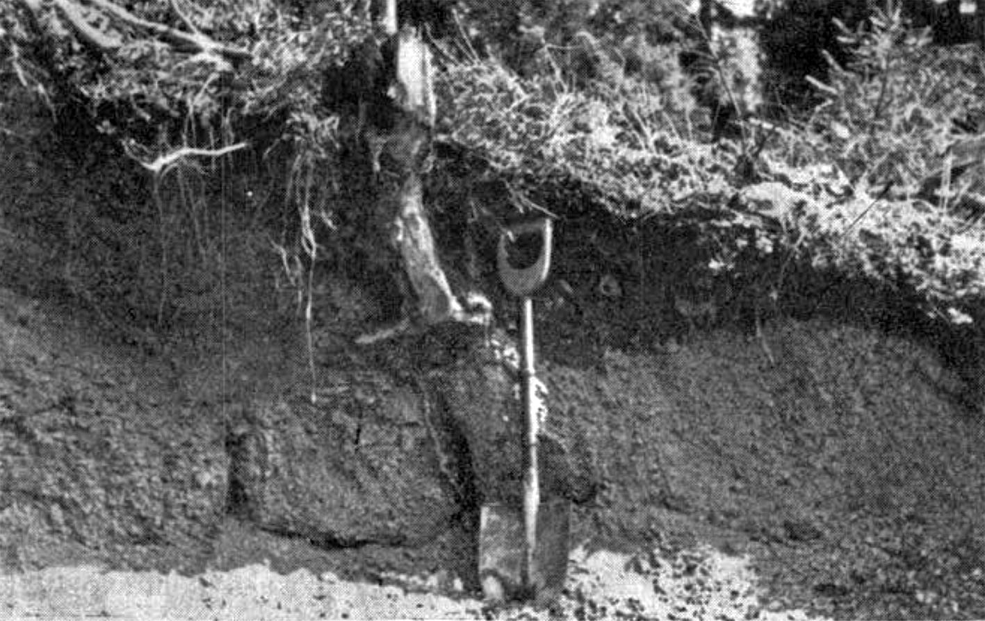 Sterk grusforvitring i larvikitt i Kjose. Bilde fra Lågs artikkel i NGT 1945.