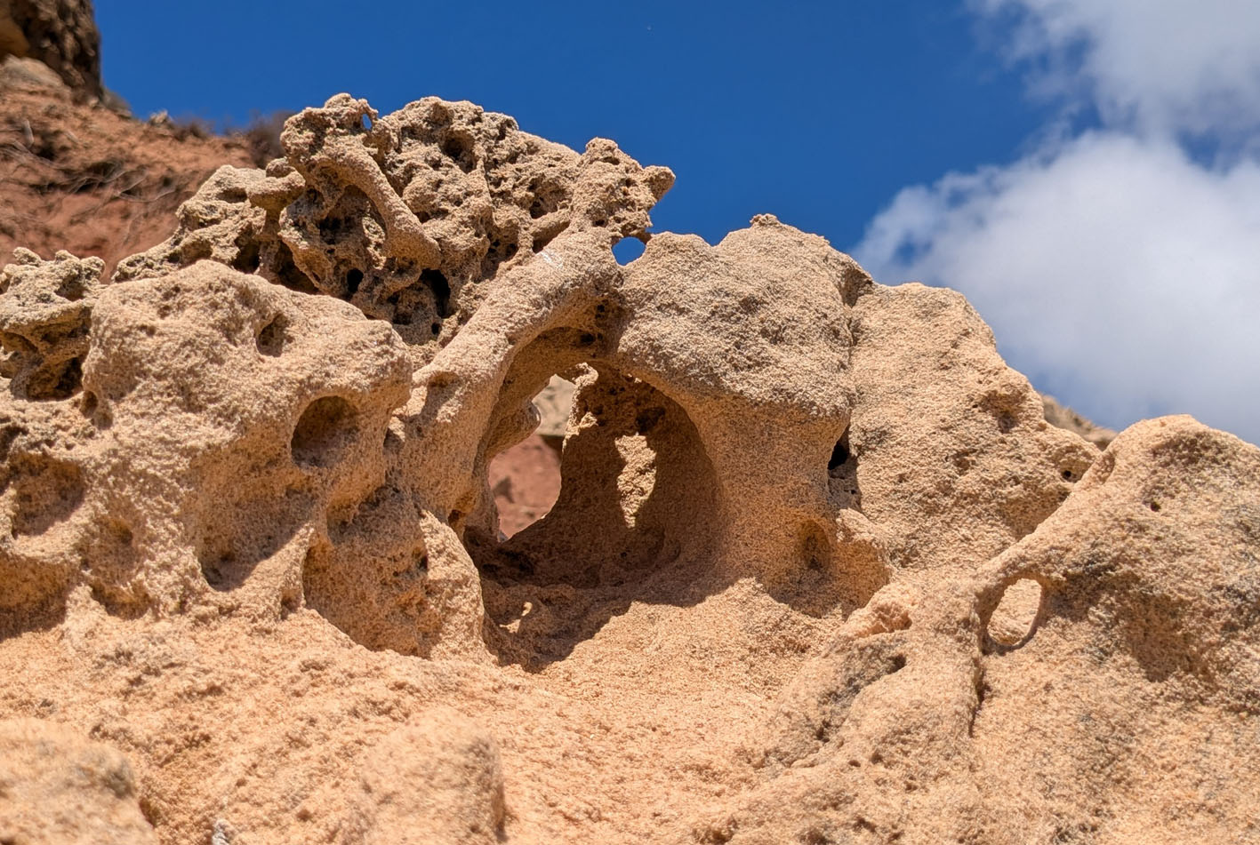 Rhizoliths sticking out of the differentially weathered calcareous sandstone. The holes may be due to tafoni weathering. Telheiro beach. Photo by PS
