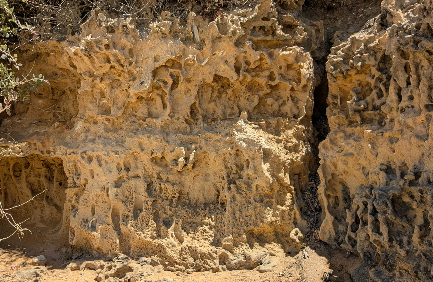 Differential weathering due to rhizoliths and possibly some tafoni. Amoreira beach. Photo by PS