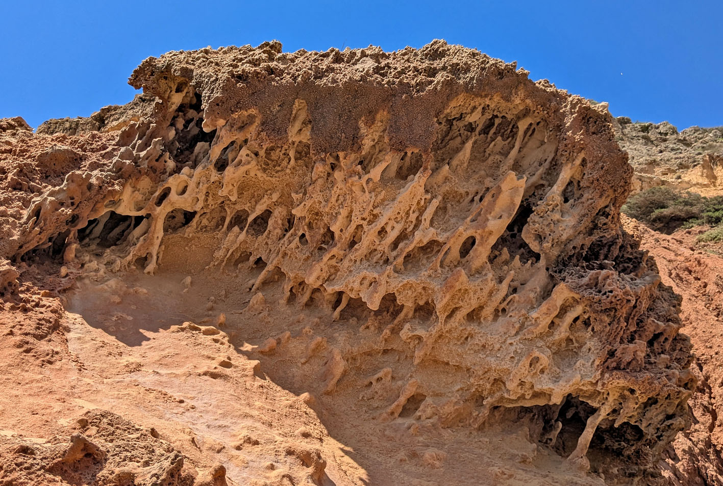 Differential weathering due to rhizoliths and possibly some tafoni. Telheiro beach. Photo by PS