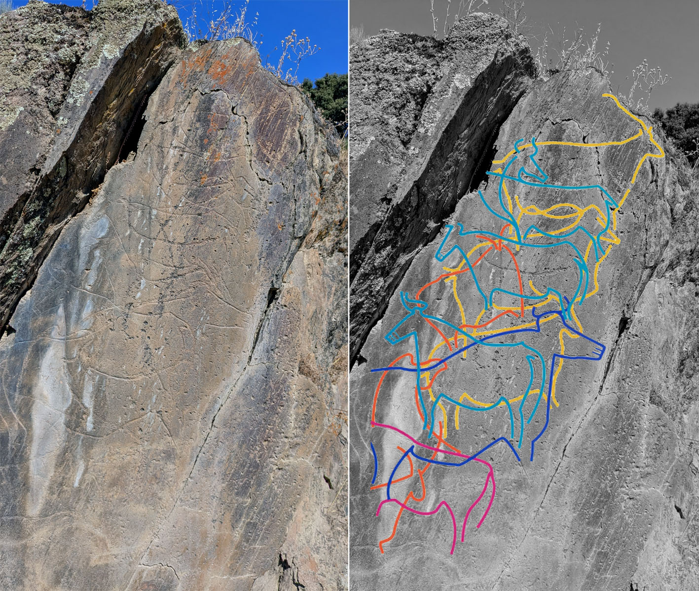 Rock 3 at Penascosa, with mainly aurochs superimposed on one another. From older to younger: Yellow, orange, red, dark blue, light blue. Photo by PS, tracing adapted from Fernandes 2018