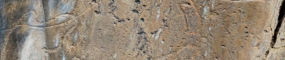 Superimposed aurochs on rock 3 at the Penascosa site in Côa. Photo by PS