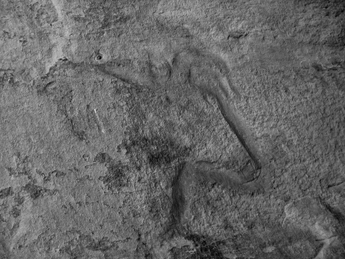 Deeply incised head of auroch at Qurta. Photo by PS