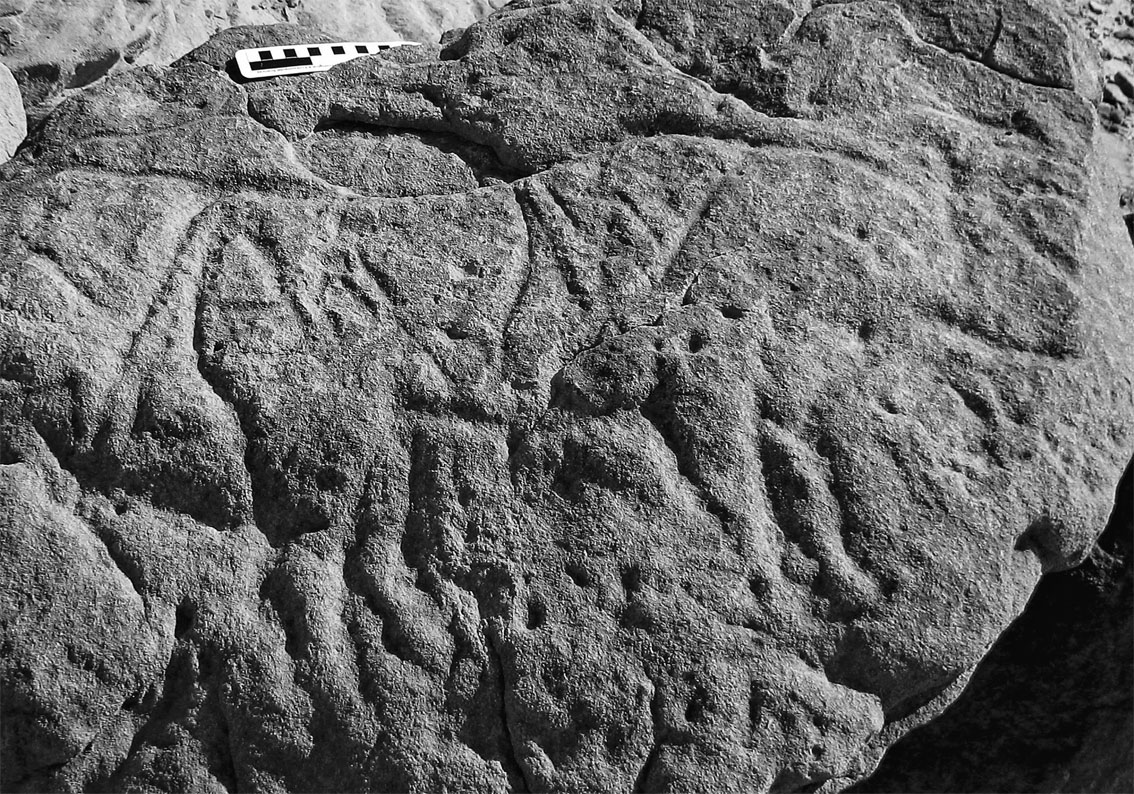 Deeply incised auroch at Wadi Abu Subeira. Photo by PS