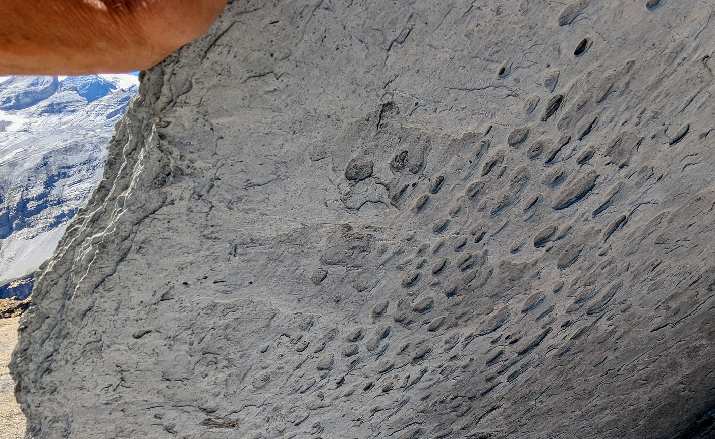 Tiny tafoni holes on the underside of a block of shale (Muttenbergen N). Photo by PS