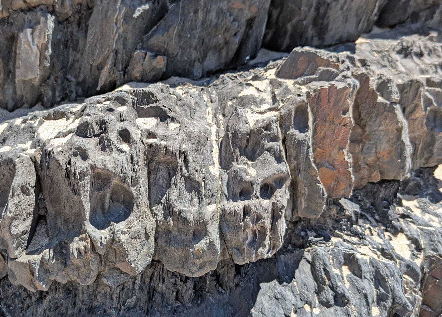 Small-scale tafoni in sand/siltstone layers in turbidites, Amoreira beach. Photo by PS