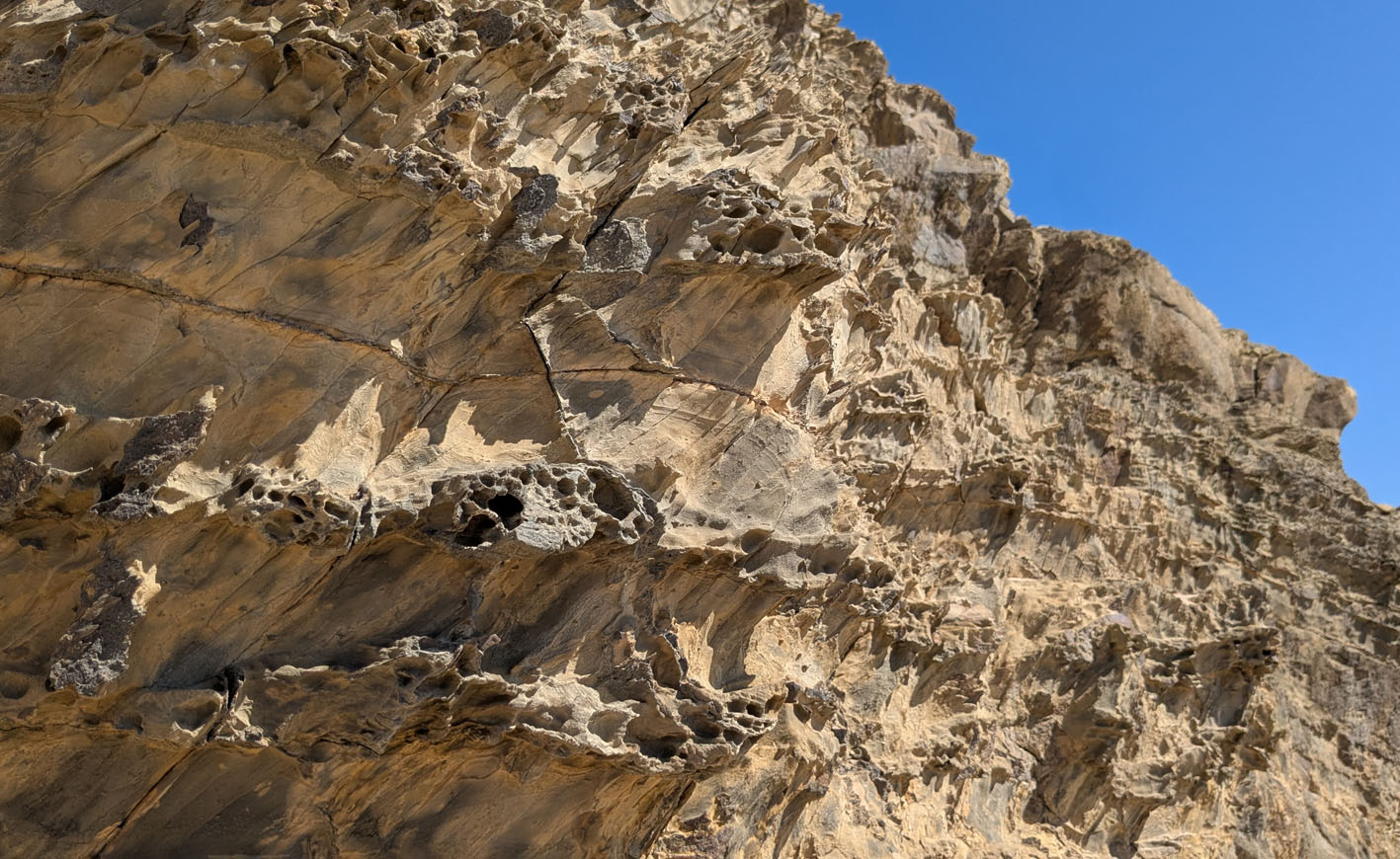 Tafoni in sturdier layers sticking out, while muddy layers retreat by more general salt weathering. Turbidites, Amoreira beach. Photo by PS