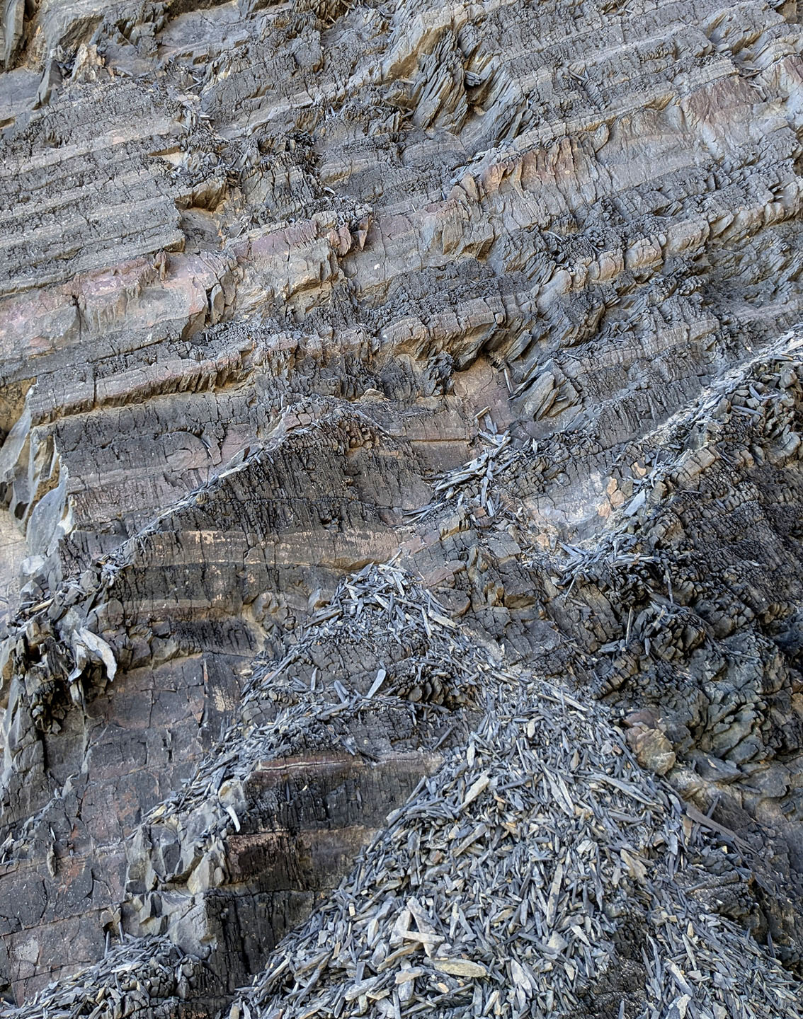 Elongated “sticks” a result of intense weathering of turbidites, Amoreira beach. Photo by PS